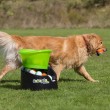 GoDogGo G4 Fetch Machine - The Automatic Dog Ball Launcher