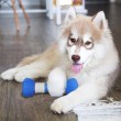GoBone - The Entertainment Device For Your Dog
